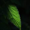 nettle, leaf, plant, leaf veins, flora, nature, dark, closeup, nettle, nettle, leaf, leaf, leaf, leaf, leaf, nature, dark, dark, dark, dark